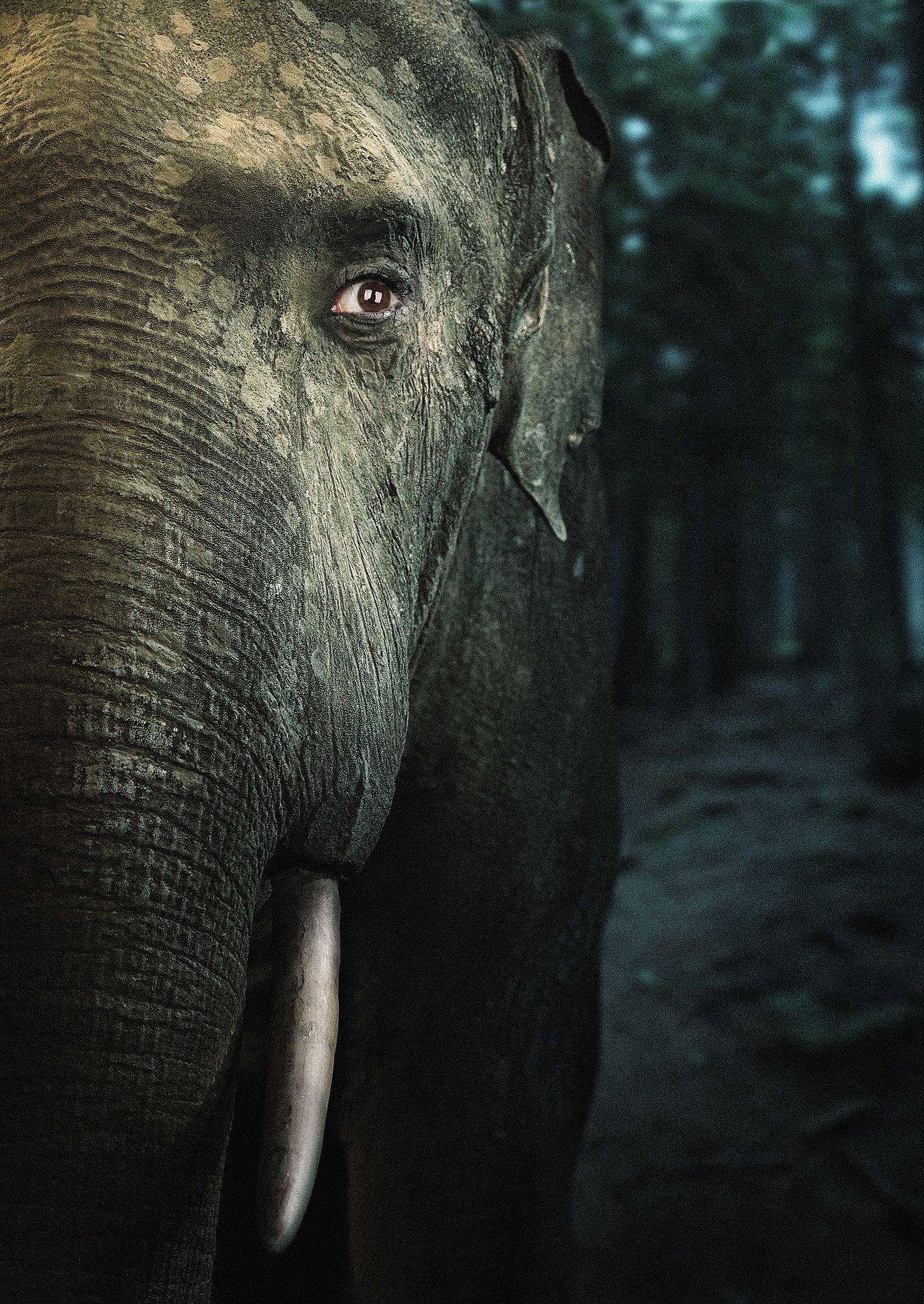 Blaupapier Tupho Arts We Are Animals Elefant